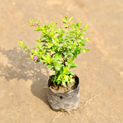 Buy Cuphea / False Heather in 4 Inch Nursery bag | Urvann.com