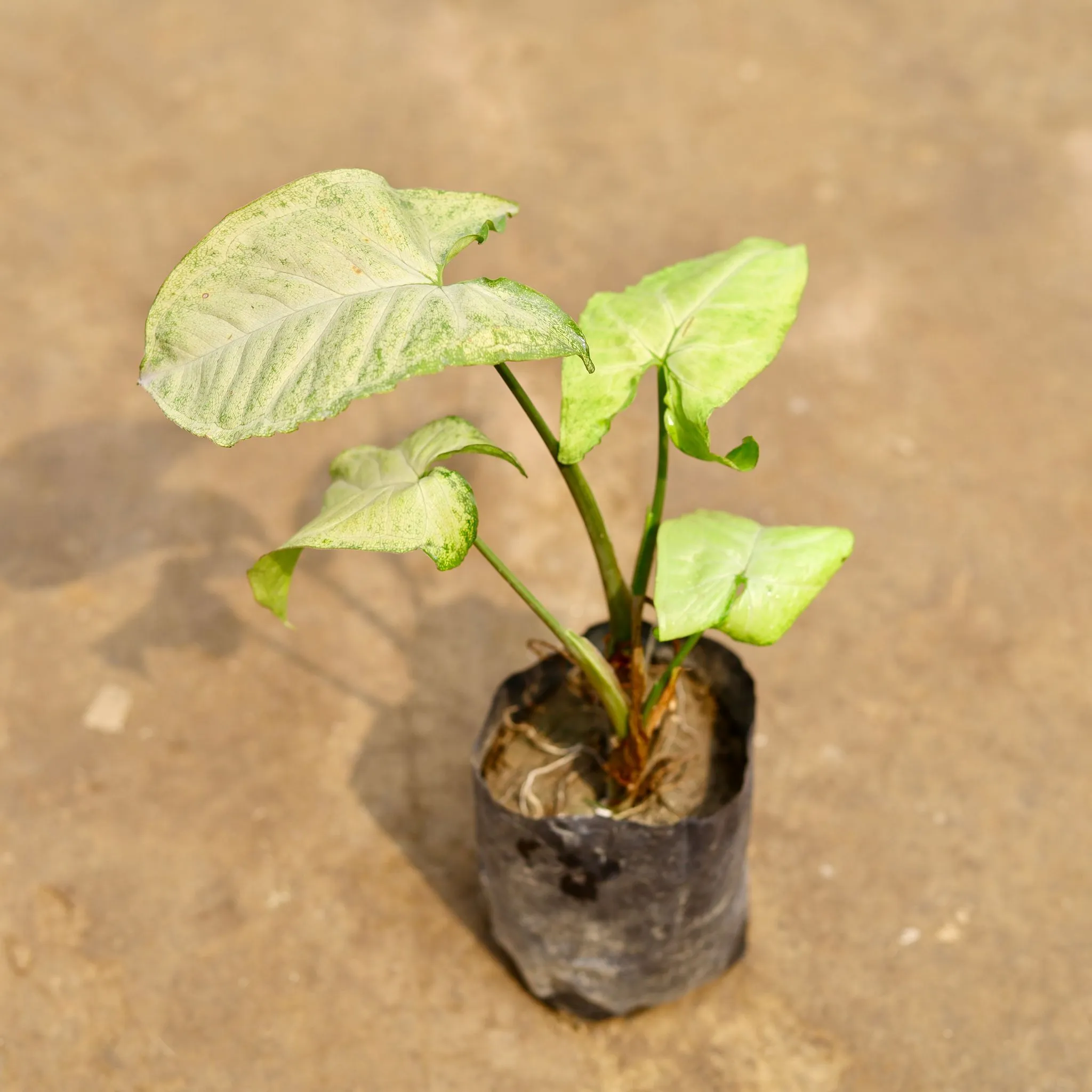 Syngonium Green in 4 Inch Nursery bag