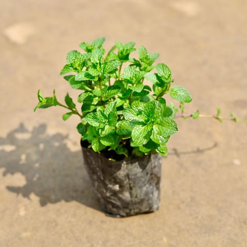Mint / Pudina in 4 Inch Nursery bag