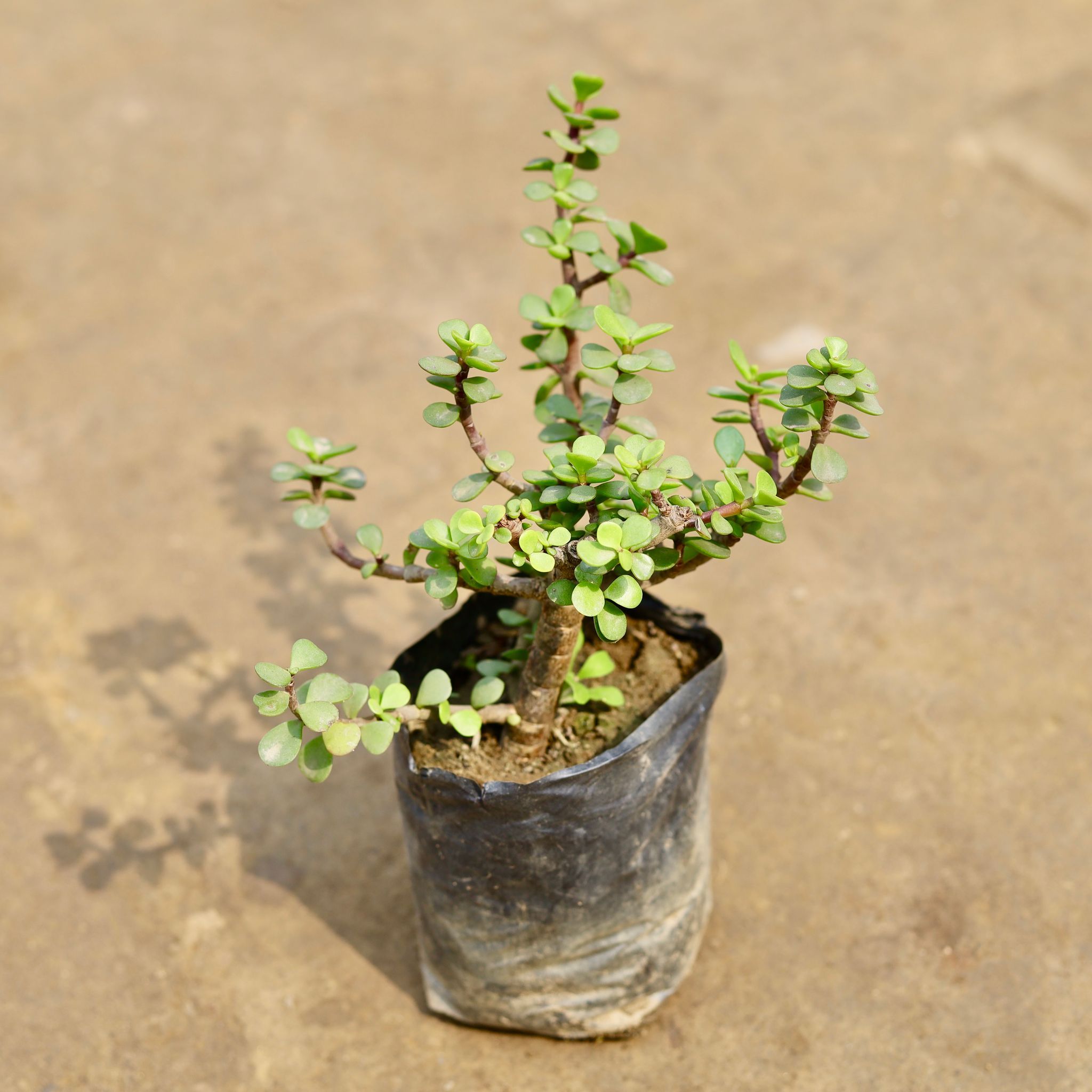 Jade in 4 Inch Nursery bag