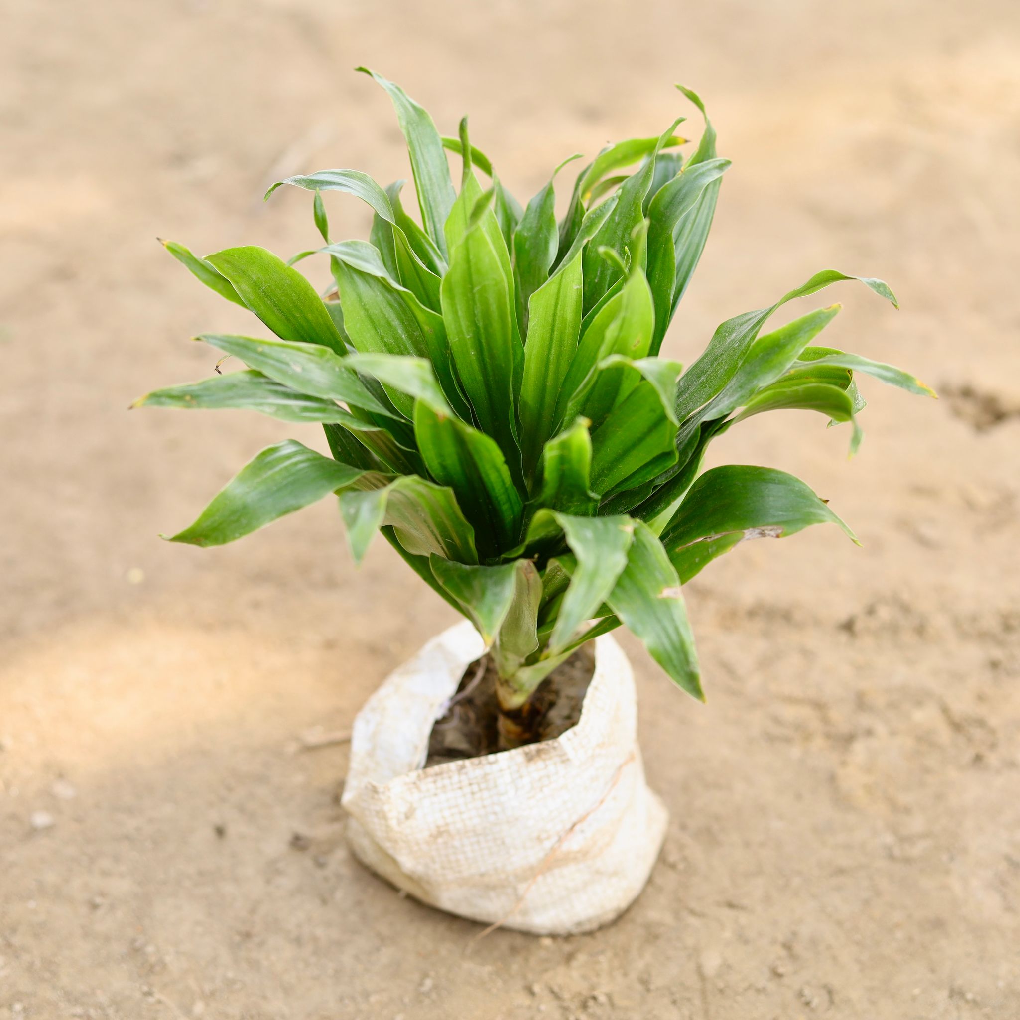 Dracaena Compacta in 4 Inch Nursery bag