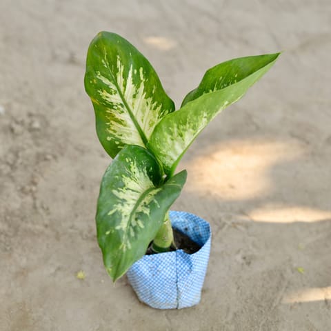 Dieffenbachia in 4 Inch Nursery bag