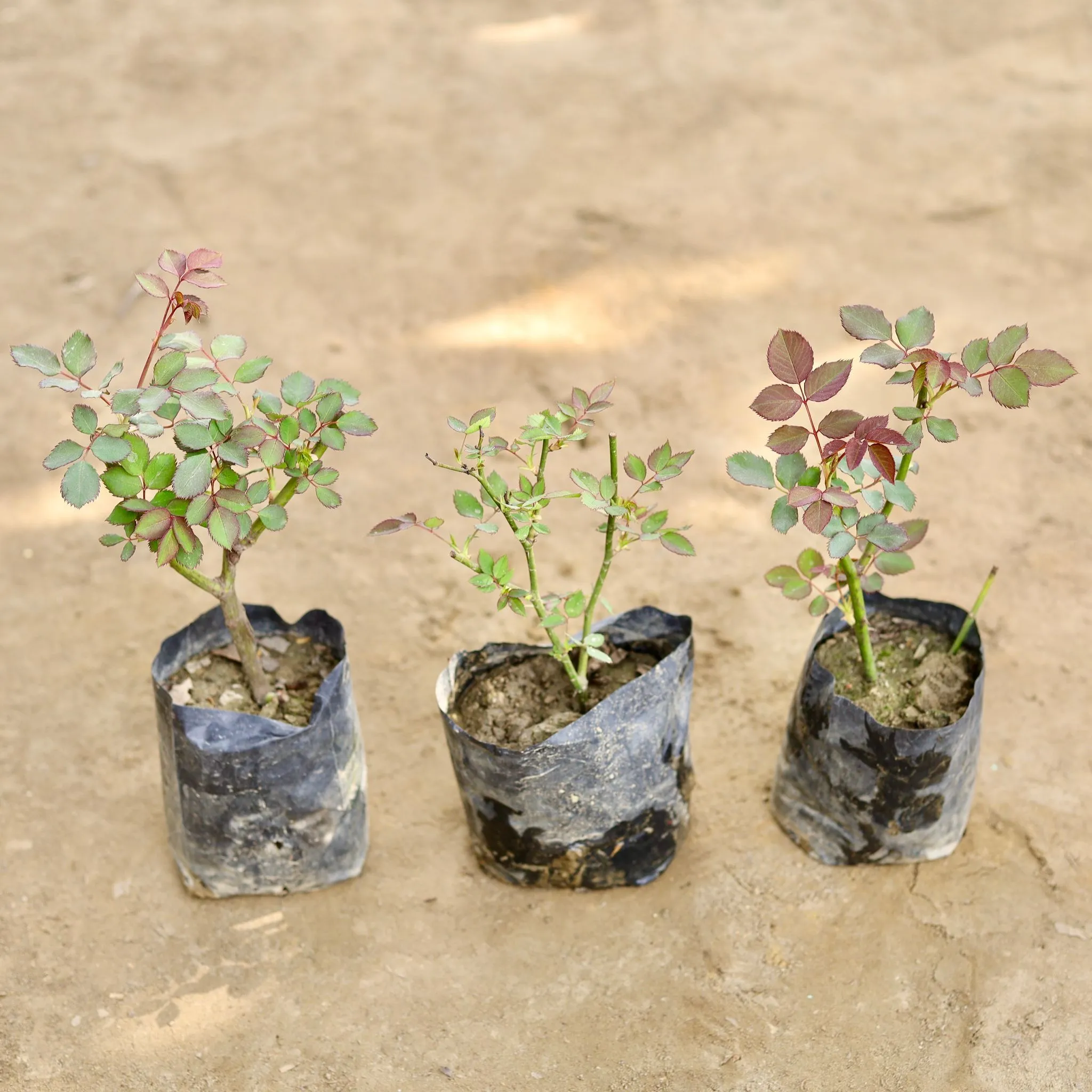 Set of 3 - Desi Gulab / Rose (Any Colour) in 4 Inch Nursery bag
