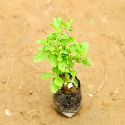 Rama Tulsi in 4 Inch Nursery Bag