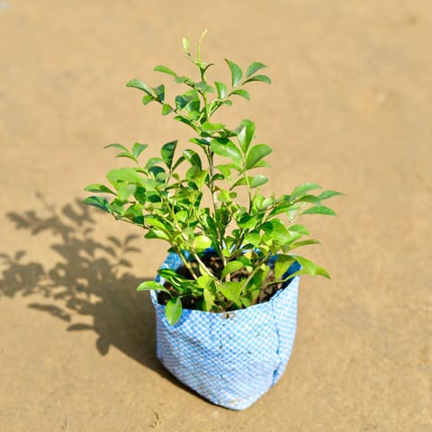 Murraya / Madhu Kamini (any colour) in 4 Inch Nursery Bag