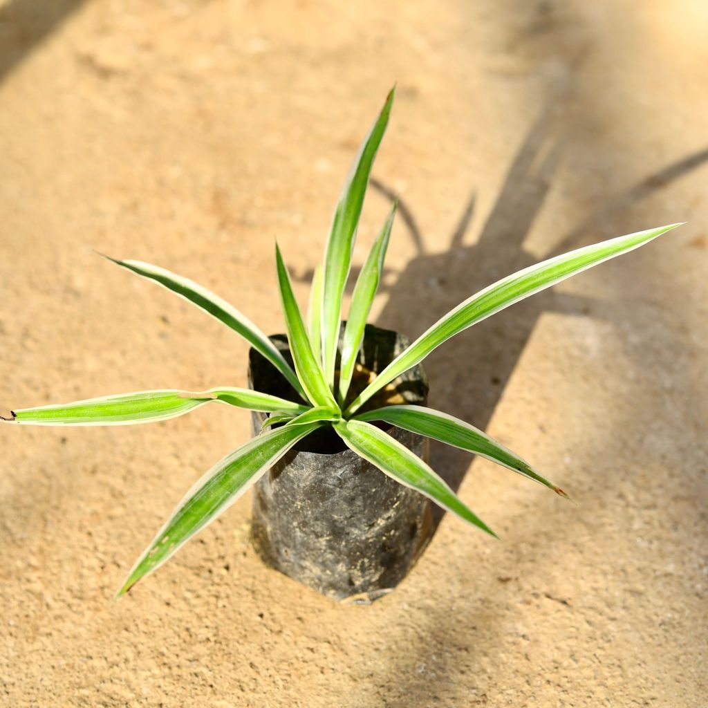 Spider plant in 4 Inch Nursery Bag Spider plant in 4 Inch Nursery Bag