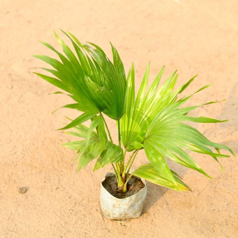 China Palm / Fan Palm in 5 Inch Nursery Bag