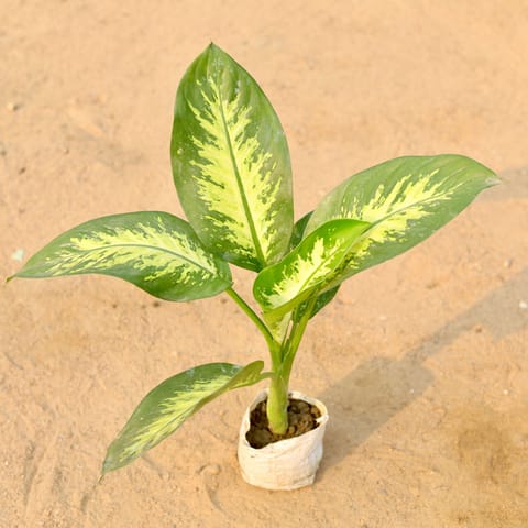 Dieffenbachia Seguine in 4 Inch Nursery Bag