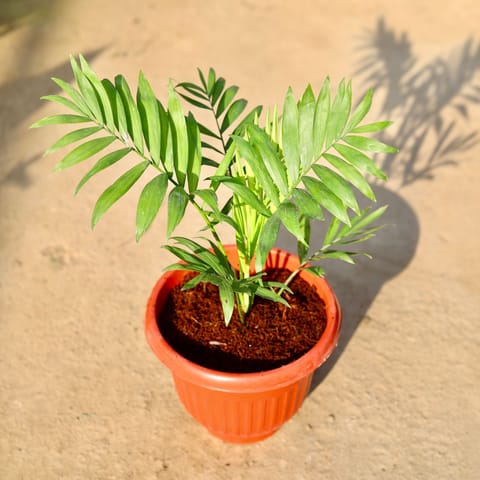 Chamaedorea Palm in 8 Inch Nursery Pot