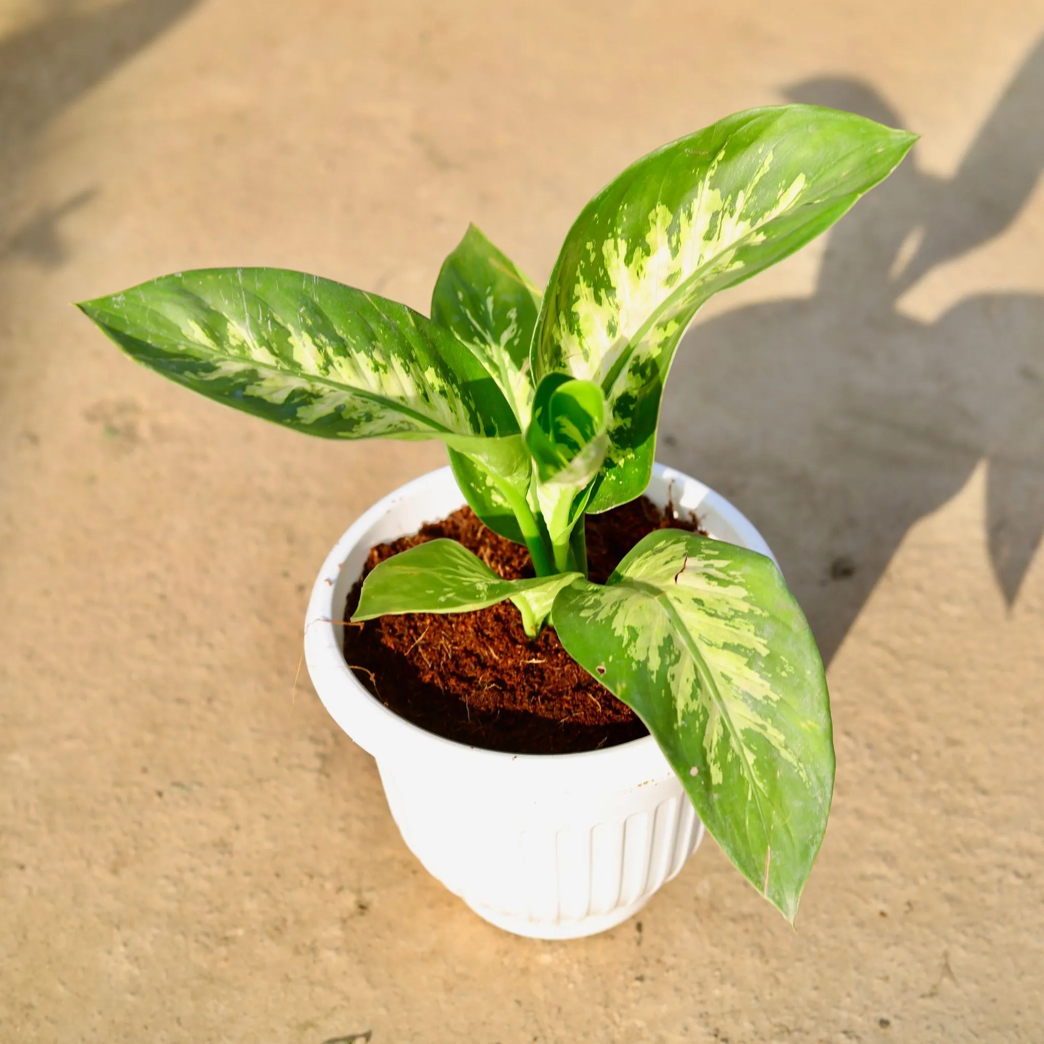 Dieffenbachia in 8 Inch Terracotta Red Olive Plastic Pot