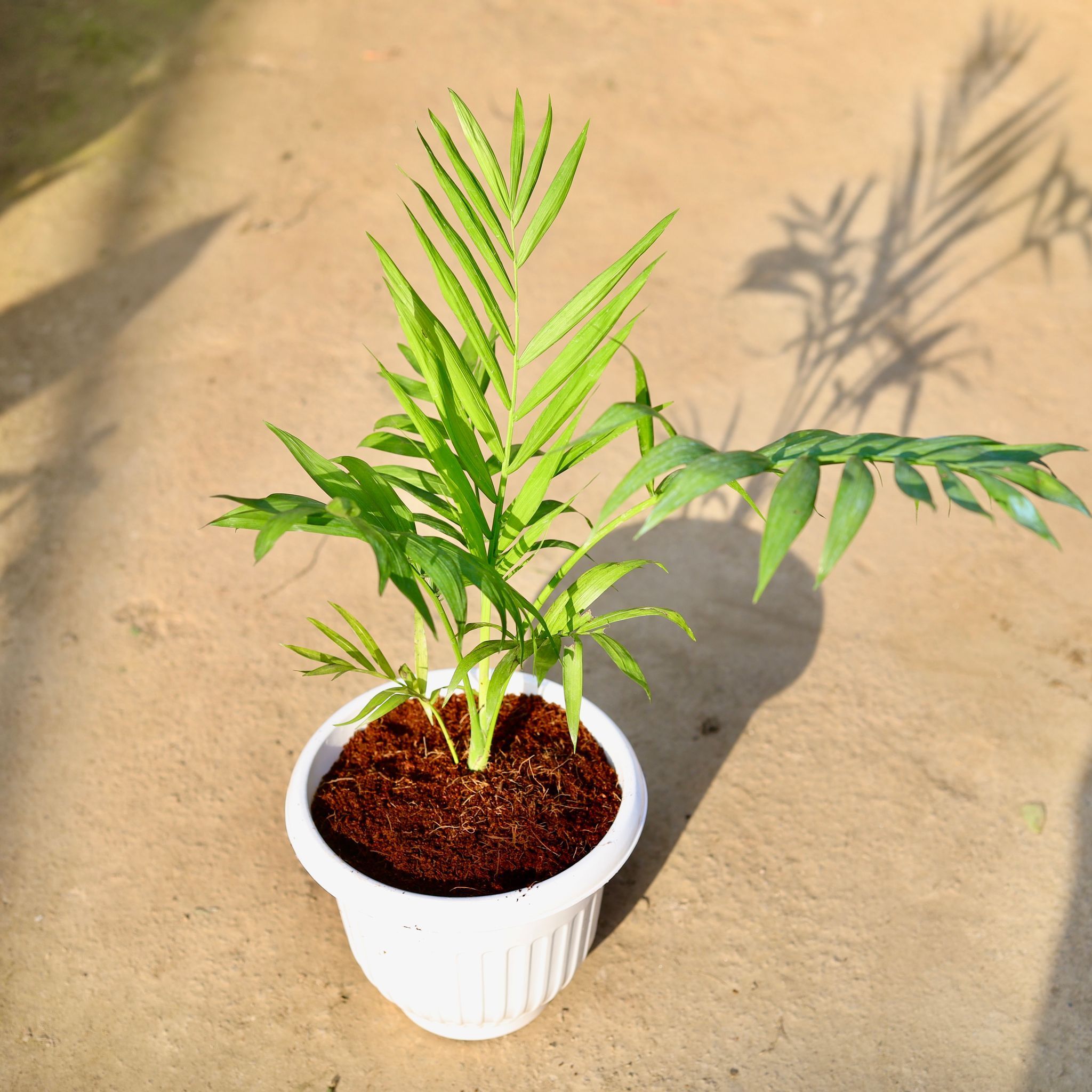Chamaedorea Palm in 6 Inch Nursery Pot