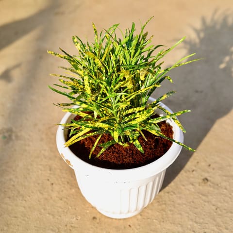 Chironji Croton Gold Star in 8 Inch White Olive Plastic Pot