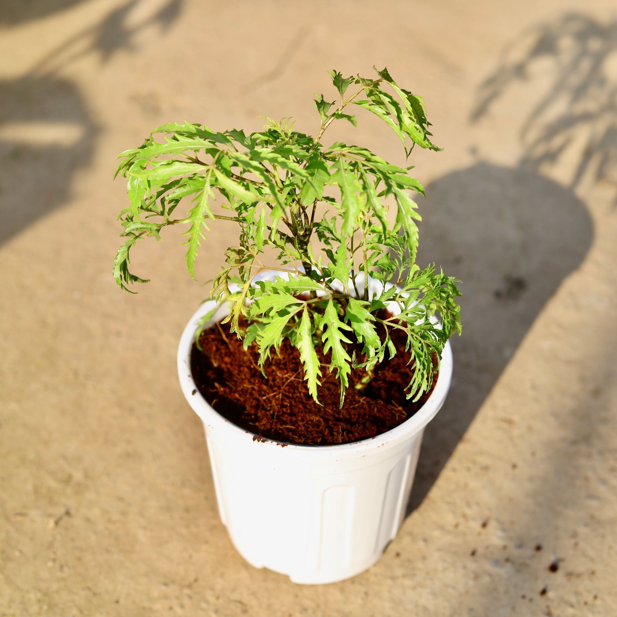 Aralia Neem in 6 Inch White Super Nursery Pot