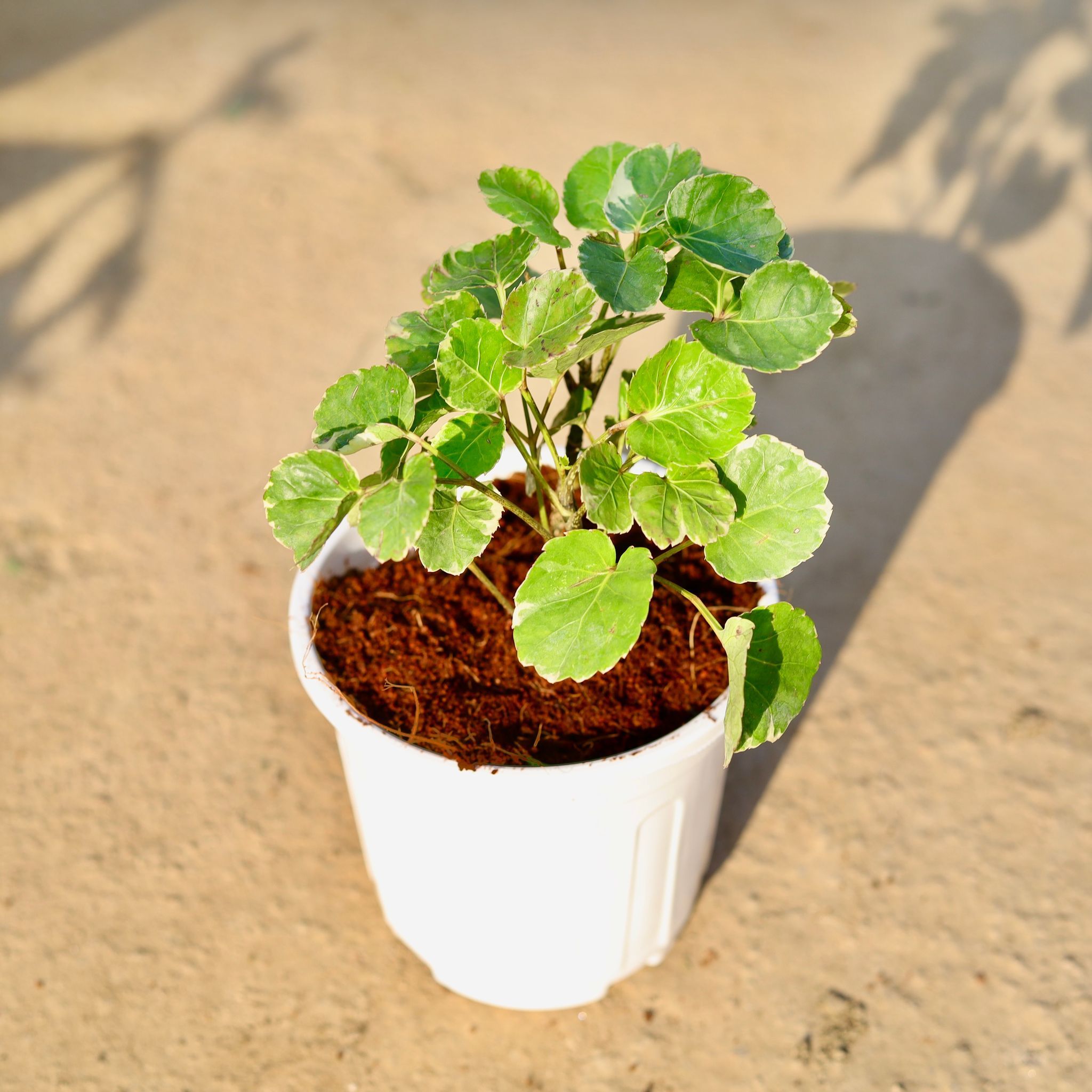 Aralia Apple leaf in 6 Inch White Super Nursery Pot