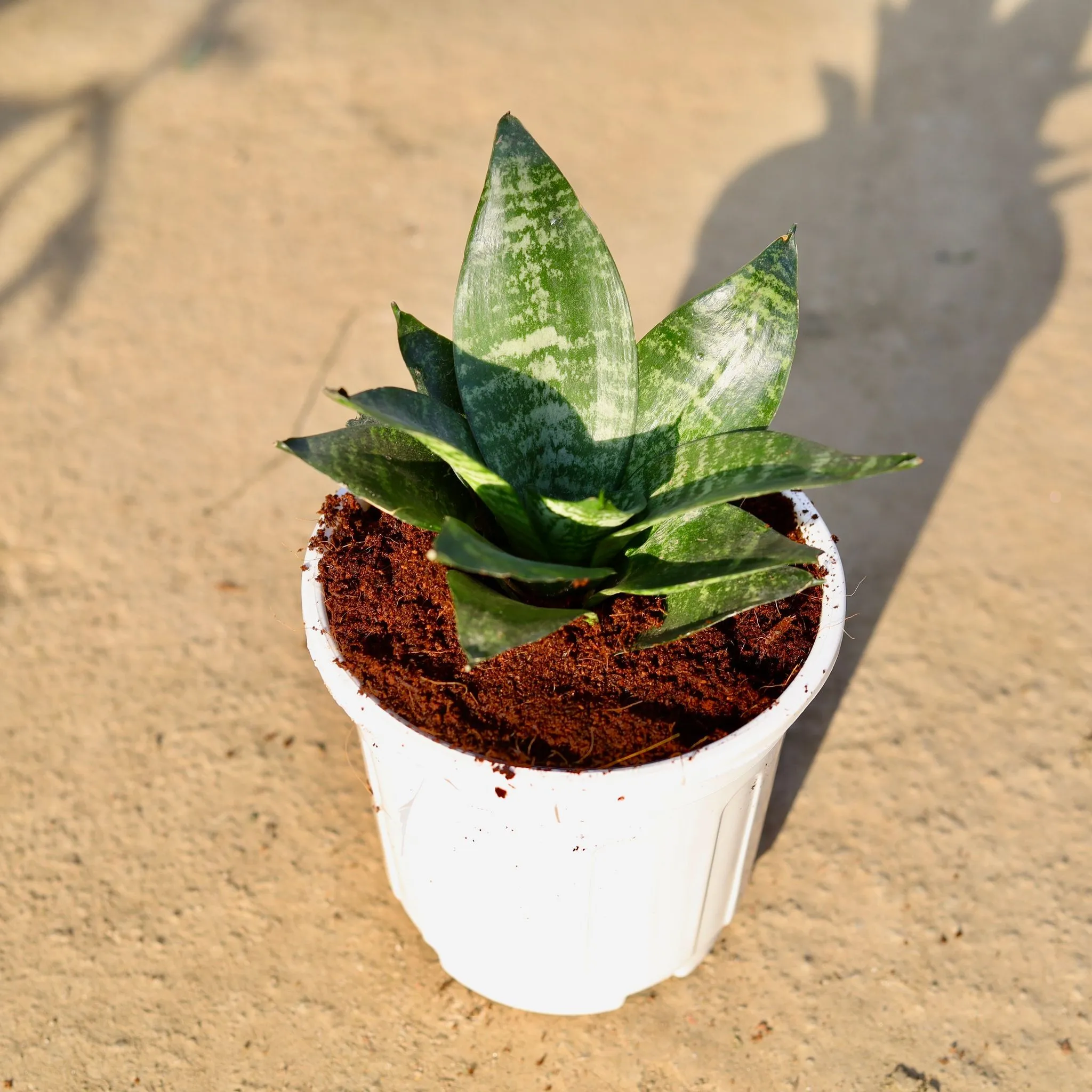 Snake Dwarf Green in 6 Inch White Super Nursery Pot