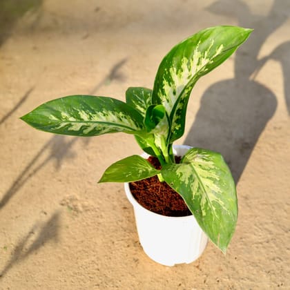 Buy Dieffenbachia in 6 Inch White Super Nursery Pot | Urvann.com