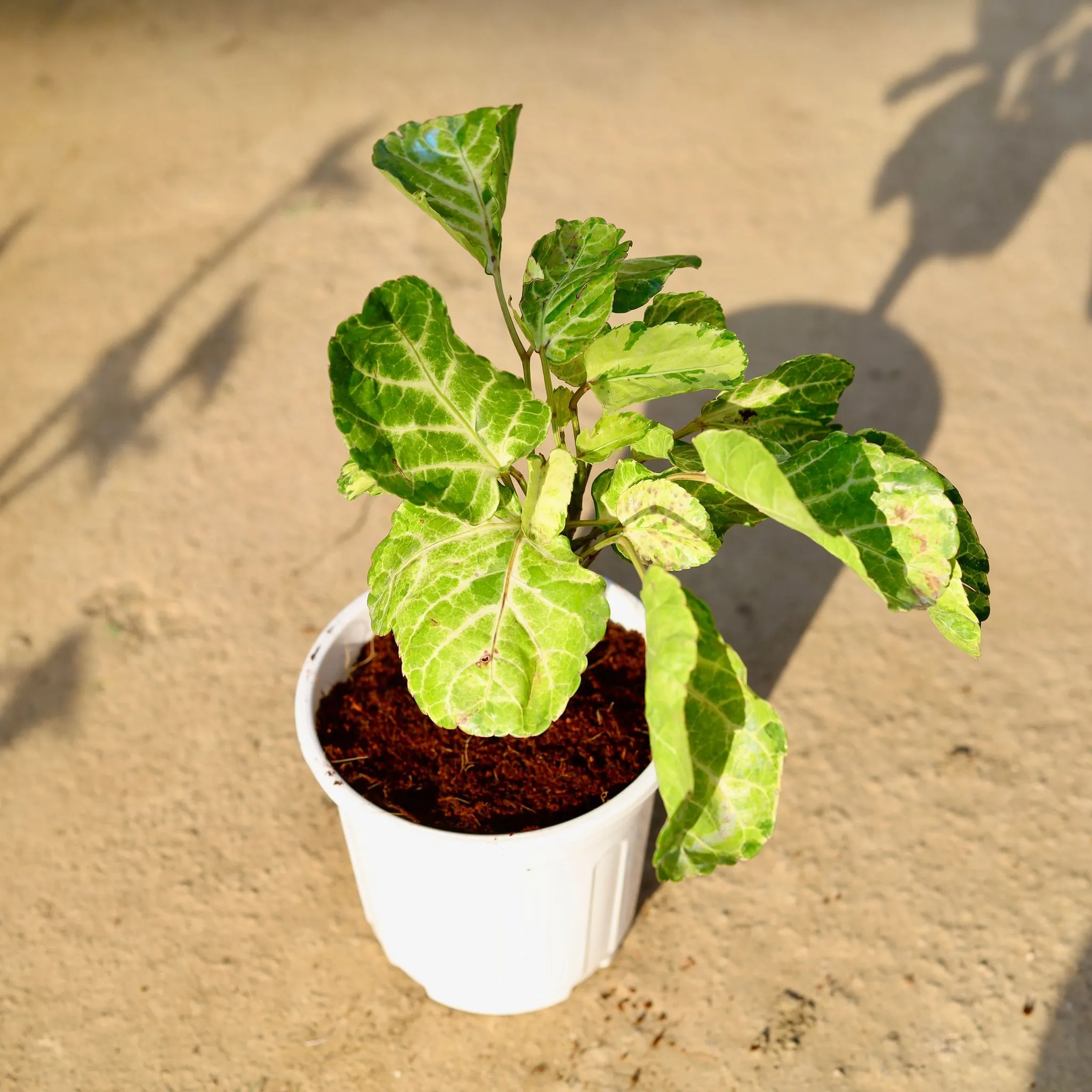 Aralia Dinner Plate in 6 Inch White Super Nursery Pot