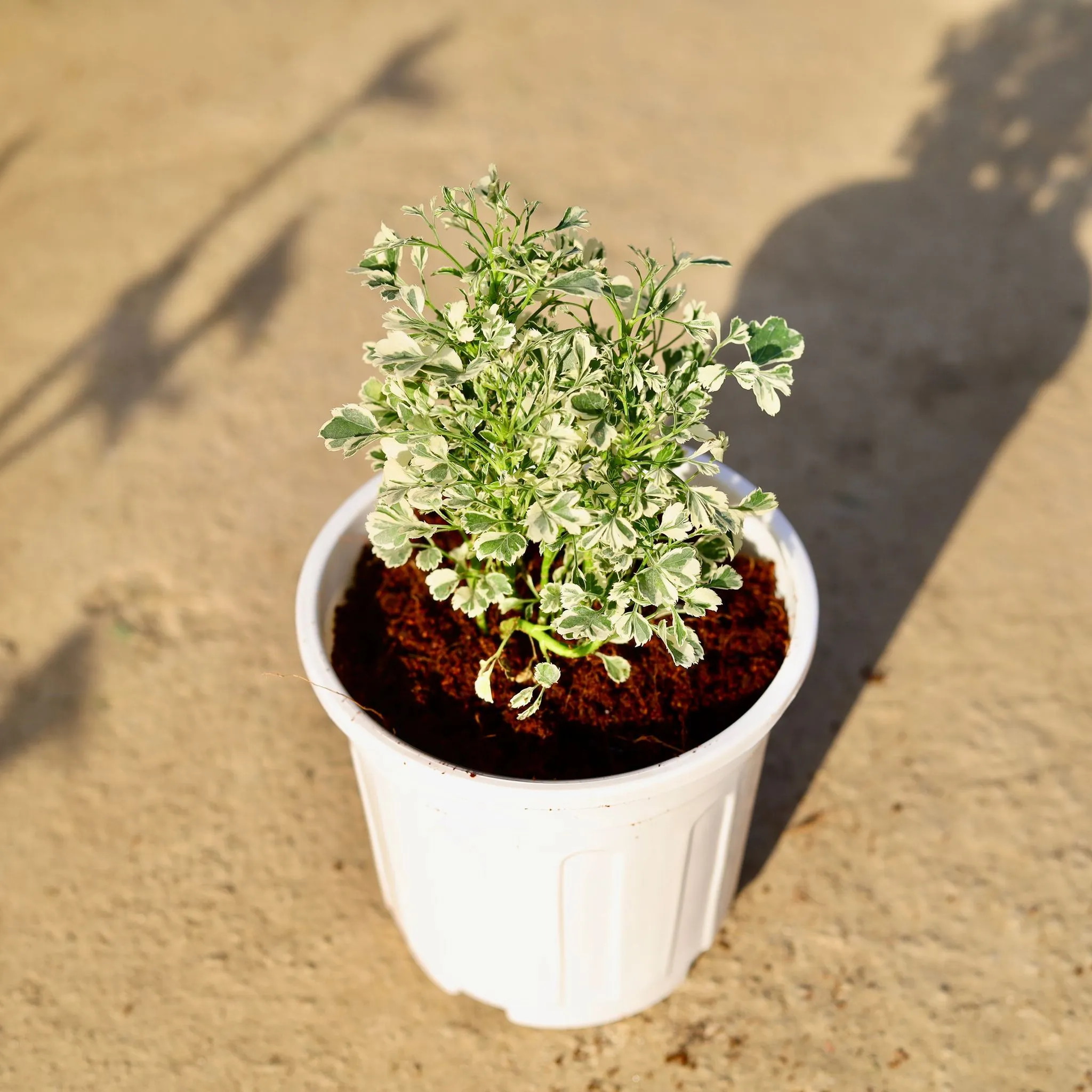 Aralia White in 6 Inch White Super Nursery Pot