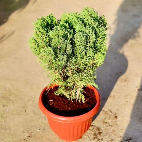 Morpankhi in 10 Inch Terracotta Red Olive Plastic Pot