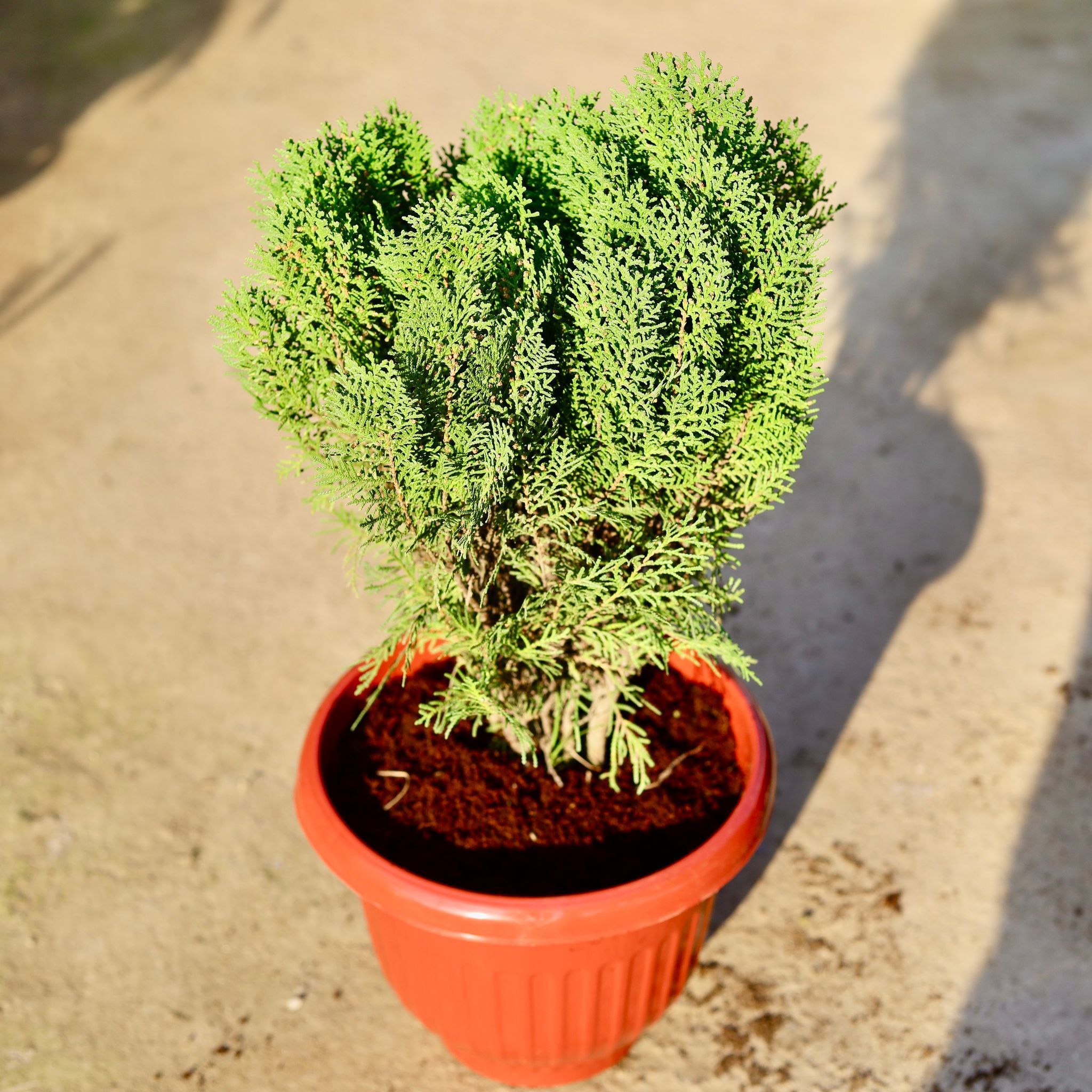 Morpankhi in 10 Inch Terracotta Red Olive Plastic Pot