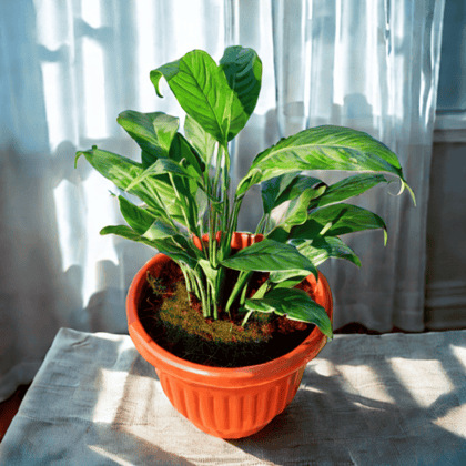 Peace Lily in 10 Inch Terracotta Red Olive Plastic Pot