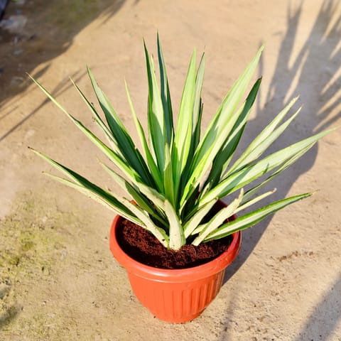 Silver Yucca in 10 Inch Terracotta Red Olive Plastic Pot