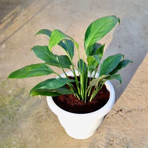 Peace Lily in 10 Inch Classy White Plastic Pot