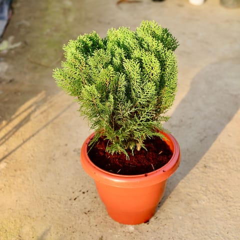 Morpankhi in 10 Inch Classy Red Plastic Pot