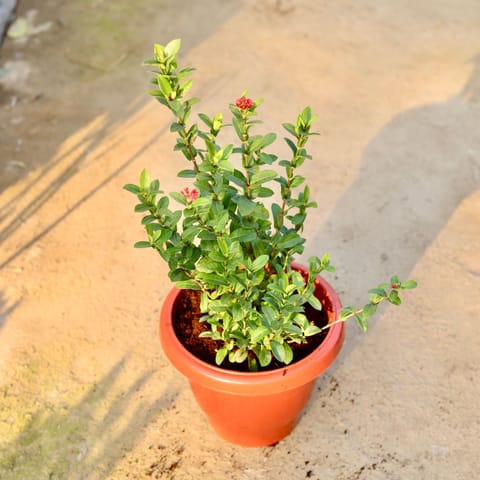 Ixora Dwarf (Any Colour) in 10 Inch Classy Red Plastic Pot