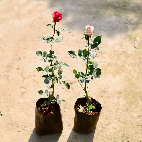 Set of 2 - English Rose (Any Colour) in 6 Inch Nursery bag