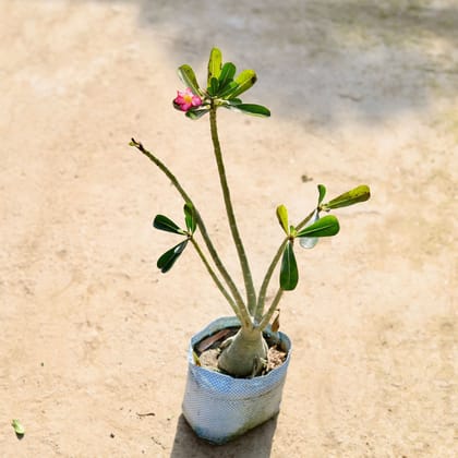 Buy Adenium (Any Colour) in 7 Inch Nursery bag | Urvann.com
