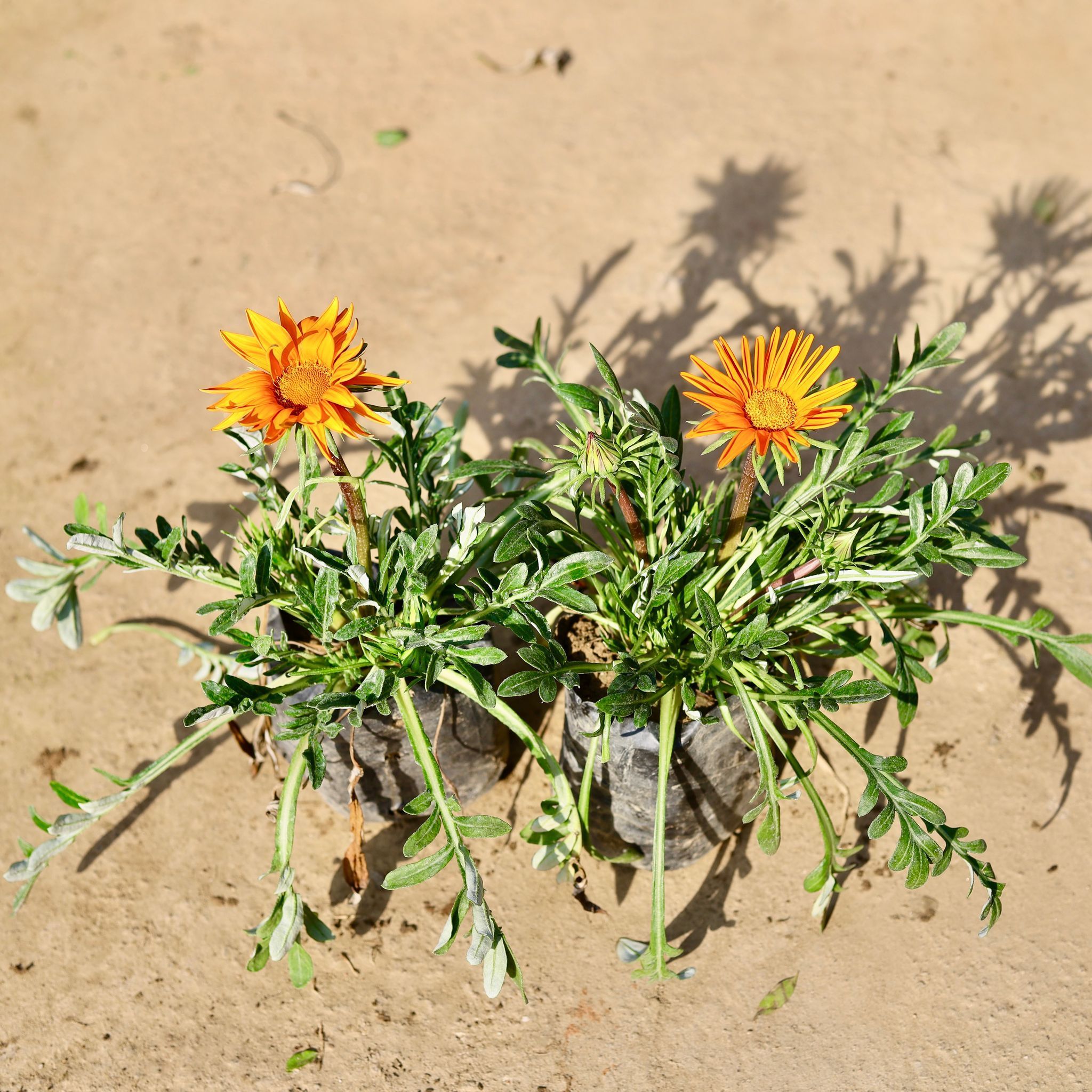 Set of 2 - Gazania (Any Colour) in 4 Inch Nursery bag
