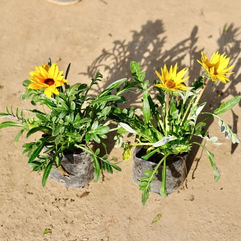 Set of 2 - Gazania (Any Colour) in 4 Inch Nursery bag