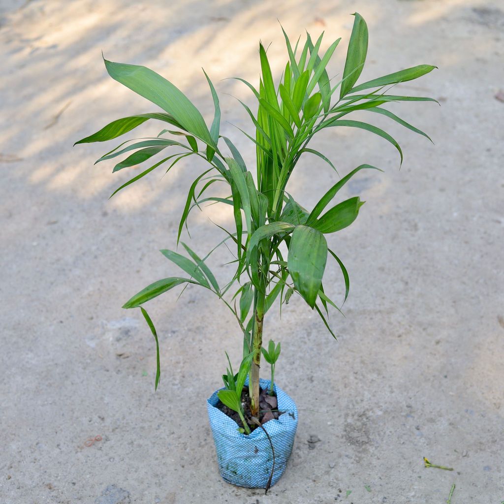 Buy Bamboo / Cane Palm in 8 Inch Nursery bag | Urvann.com Bamboo / Cane Palm in 8 Inch Nursery bag