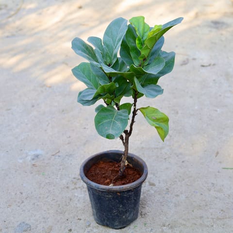 Fiddle leaf in 8 Inch Nursery Pot