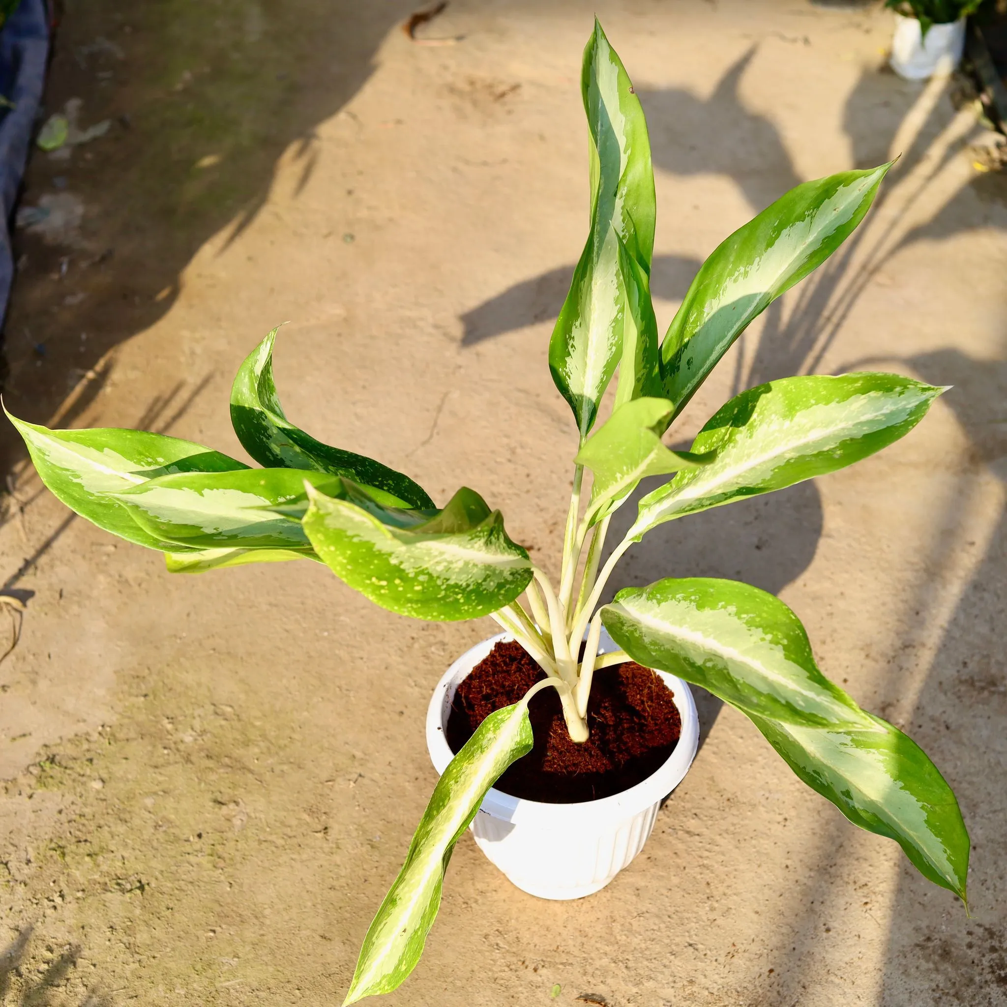 Aglaonema Silver Queen in 10 Inch White Olive Plastic Pot