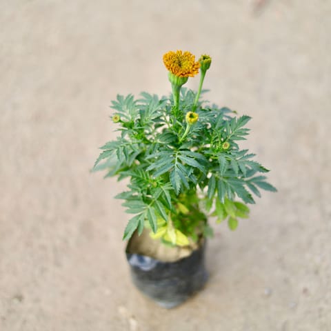 Marigold / Genda Orange in 4 Inch Nursery bag