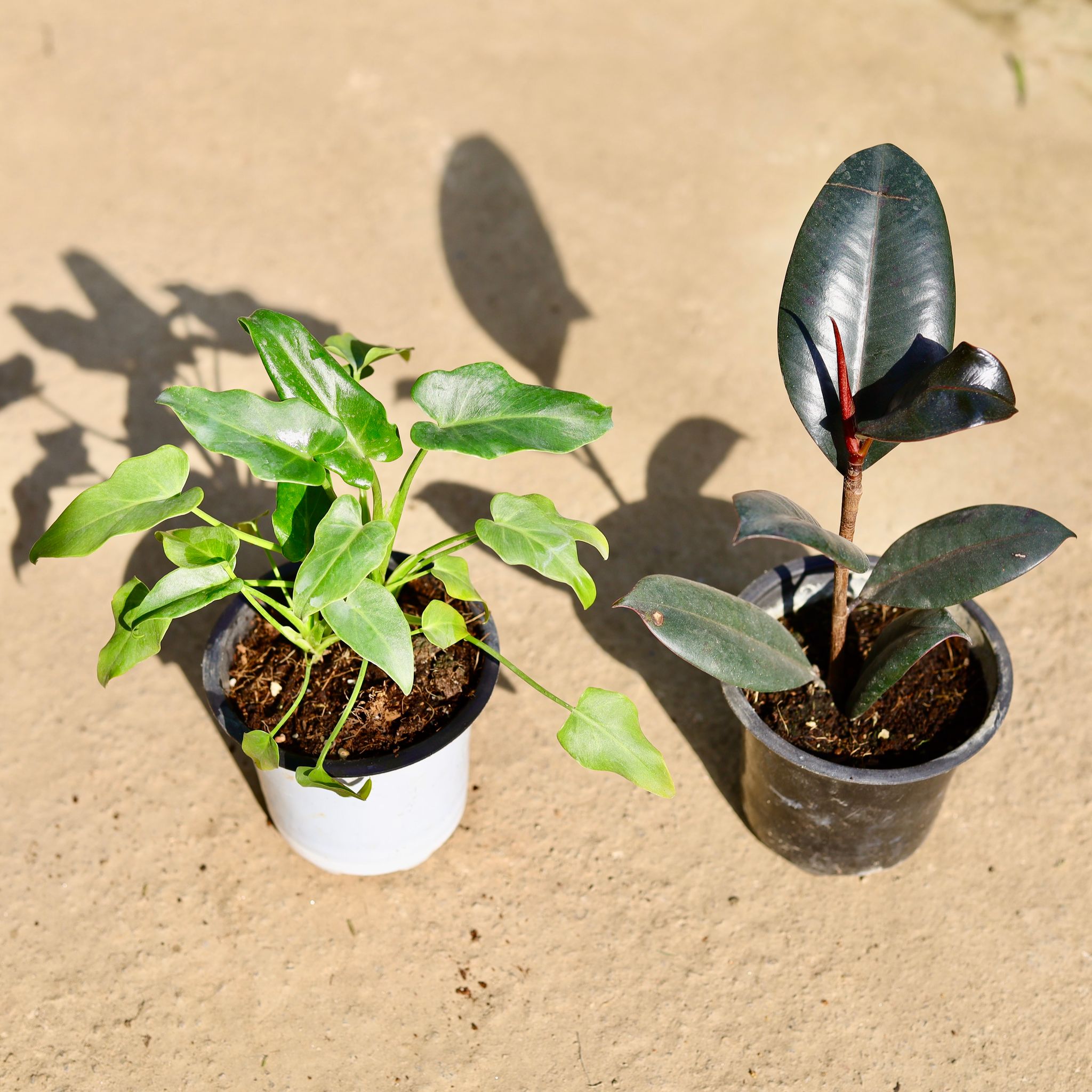 Set of 2 - Zainadu & Rubber Black in 4 Inch Nursery Pot