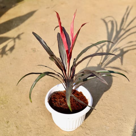 Dracaena Mahatama mini in 8 Inch White Olive Plastic Pot