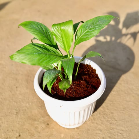 Peace Lily in 8 Inch Nursery Pot