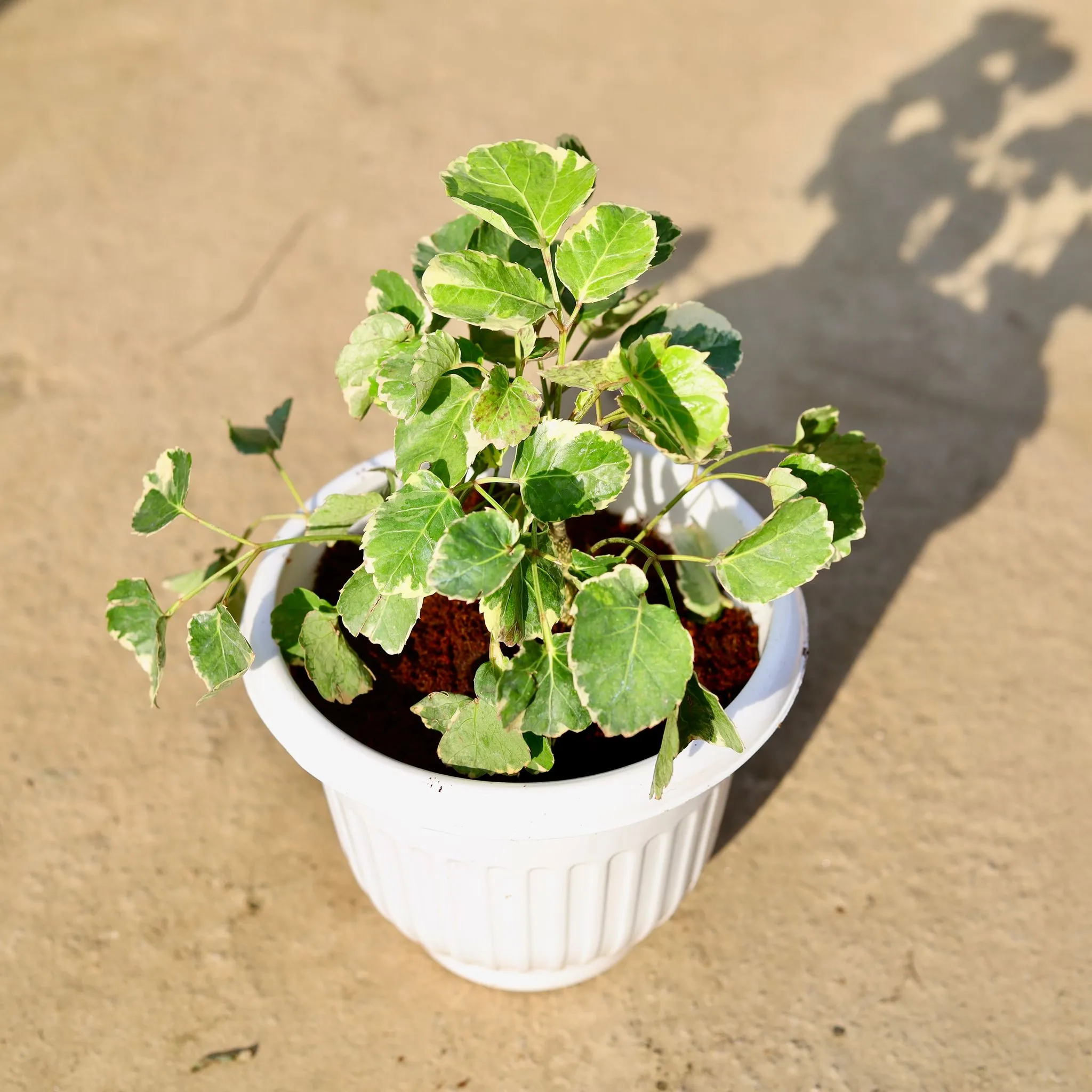 Aralia Apple leaf in 8 Inch White Olive Plastic Pot