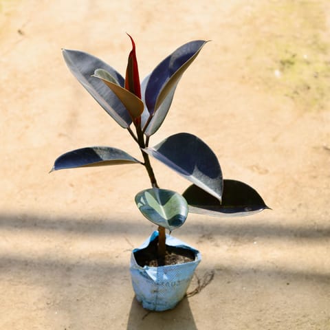 Rubber Plant in 8 Inch Nursery bag