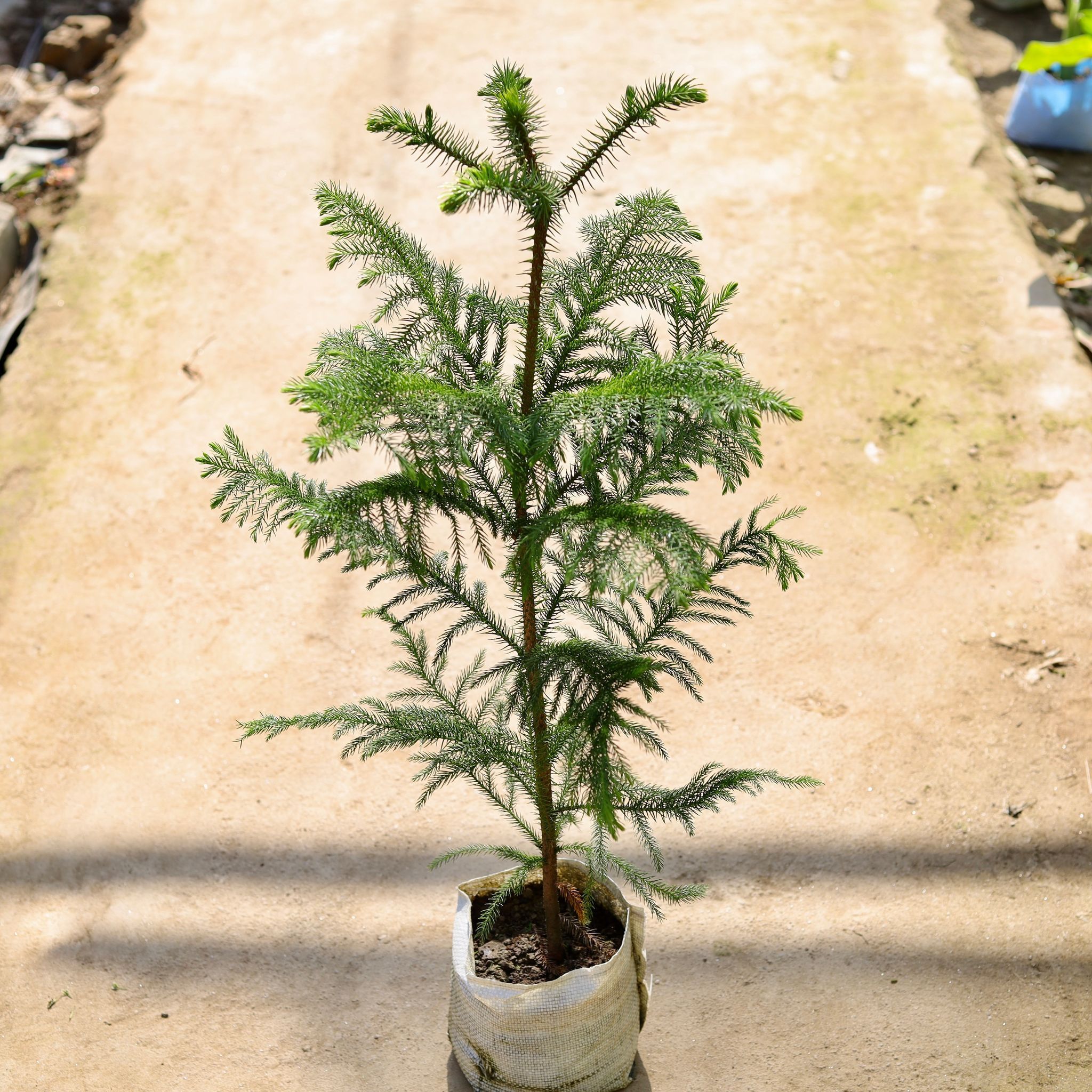 Araucaria in 7 Inch Nursery bag