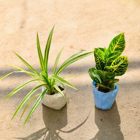 Set of 2 - Pandanus & Croton Petra in 4 Inch Nursery bag