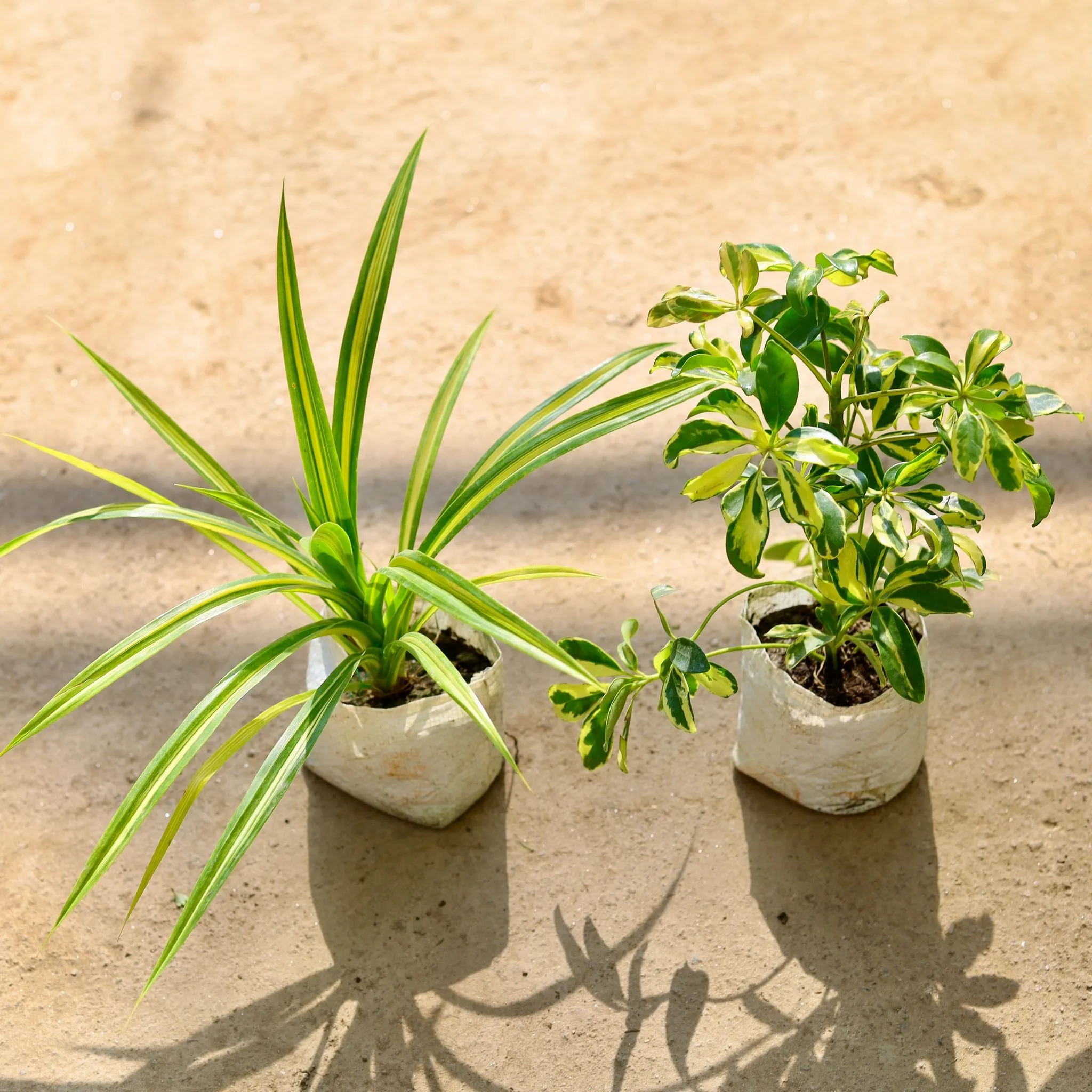 Air Purifying - Set of 2 - (Pandanus & Schefflera Variegated) in 4 Inch Nursery bag