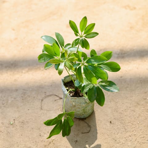 Schefflera Green in 4 Inch Nursery bag