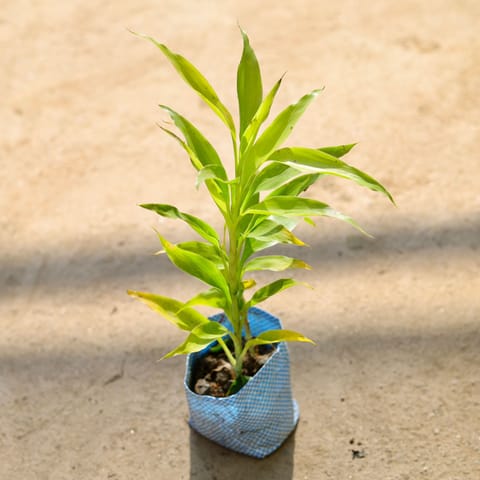 Lucky Bammbo Golden in 4 Inch Nursery bag