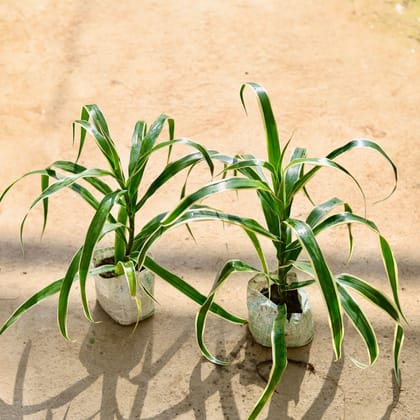Buy Dracaena Jamaica in 4 Inch Nursery bag Online | Urvann.com