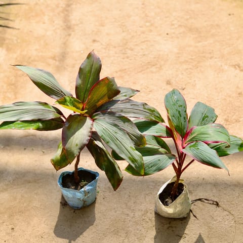 Dracaena Kedarnath in 4 Inch Nursery bag