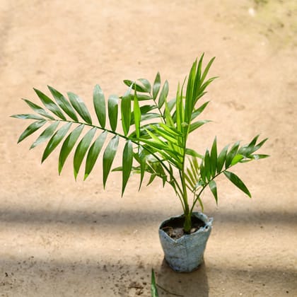 Buy Chamaedorea Palm in 4 Inch Nursery bag Online | Urvann.com